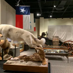 Brazos Valley Museum of Natural History - College Station