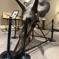 Brazos Valley Museum of Natural History - College Station