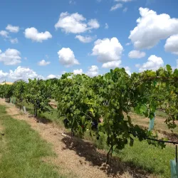 Messina Hof Winery - College Station