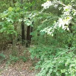 Veterans Park and Athletic Complex - College Station