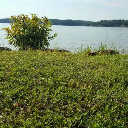 Lake Cypress Springs - Como