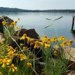 Lake Cypress Springs - Como