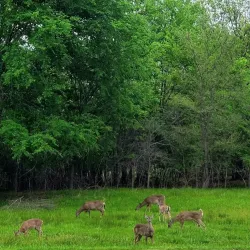 Lake Tawakoni State Park - Como