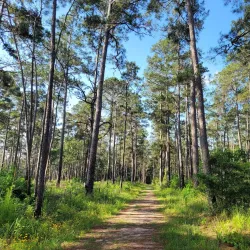 W.G. Jones State Forest - Conroe