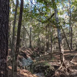 W.G. Jones State Forest - Conroe