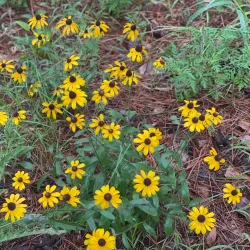 W.G. Jones State Forest - Conroe