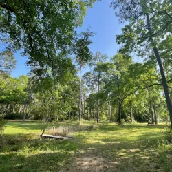 W.G. Jones State Forest - Conroe