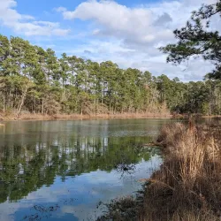 W.G. Jones State Forest - Conroe