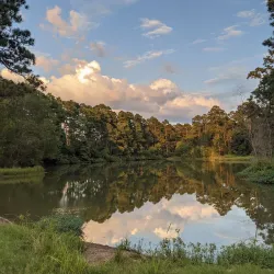 W.G. Jones State Forest - Conroe
