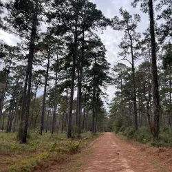 W.G. Jones State Forest - Conroe