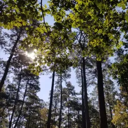 W.G. Jones State Forest - Conroe