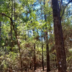 W.G. Jones State Forest - Conroe