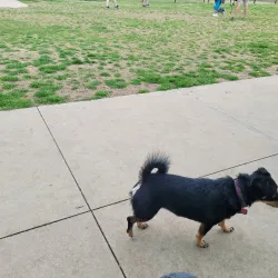 Coppell Dog Park - Coppell