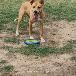 Coppell Dog Park - Coppell