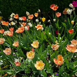 Dallas Arboretum and Botanical Garden - Dallas