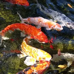 Dallas Arboretum and Botanical Garden - Dallas