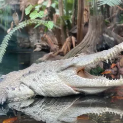 Dallas World Aquarium - Dallas