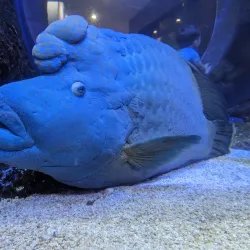 Dallas World Aquarium - Dallas