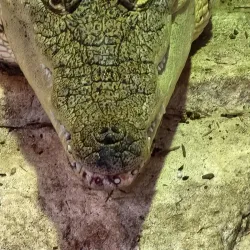 Dallas World Aquarium - Dallas