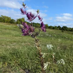 Clear Creek Natural Heritage Center - Denton