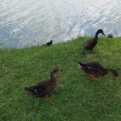 Eagle Pass Golf Course - Eagle Pass