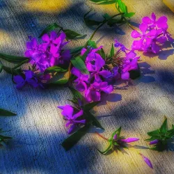 Downtown Forney - Forney