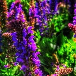 Downtown Forney - Forney