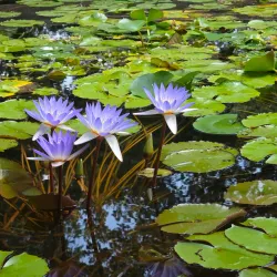 Fort Worth Botanic Garden - Fort Worth