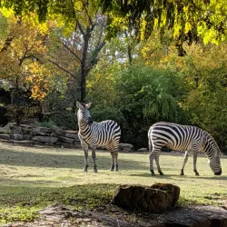 Fort Worth Zoo - Fort Worth