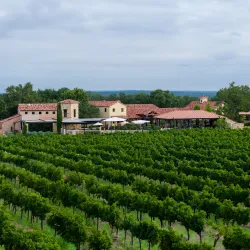 Grape Creek Vineyards - Fredericksburg