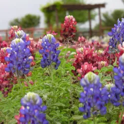 Wildseed Farms - Fredericksburg