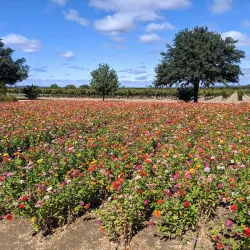 Wildseed Farms - Fredericksburg