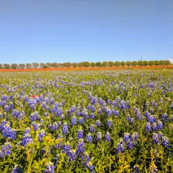 Wildseed Farms - Fredericksburg