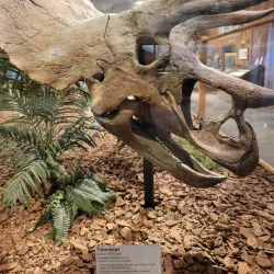 Brazosport Museum of Natural Science - Freeport