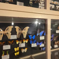 Brazosport Museum of Natural Science - Freeport