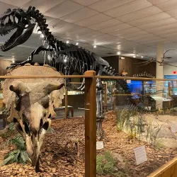 Brazosport Museum of Natural Science - Freeport