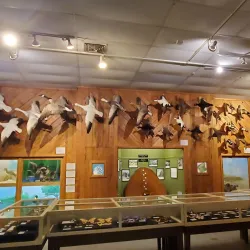 Brazosport Museum of Natural Science - Freeport