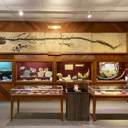 Brazosport Museum of Natural Science - Freeport