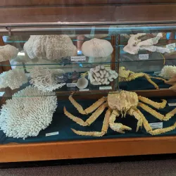 Brazosport Museum of Natural Science - Freeport