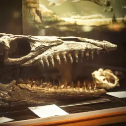 Brazosport Museum of Natural Science - Freeport