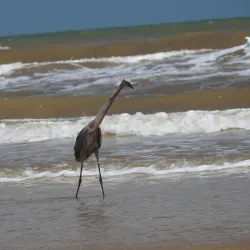 Downtown Freeport - Freeport