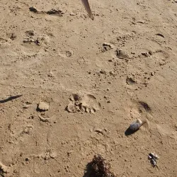 Downtown Freeport - Freeport