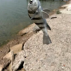 Freeport Municipal Park - Freeport