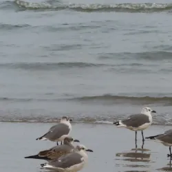 Quintana Beach County Park - Freeport