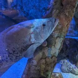 Sea Center Texas - Freeport