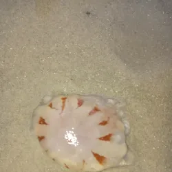 Surfside Beach - Freeport