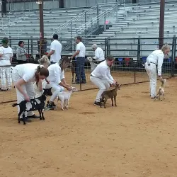 Cooke County Fairgrounds - Gainesville