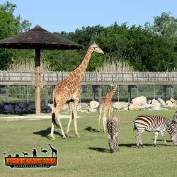 Frank Buck Zoo - Gainesville