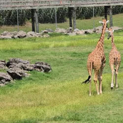 Frank Buck Zoo - Gainesville