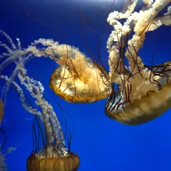 Moody Gardens - Galveston